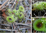Drosera glanduligera, showing glue-tentacle and snap-tentacles.
Image Credit: Poppinga et al. (CC BY)