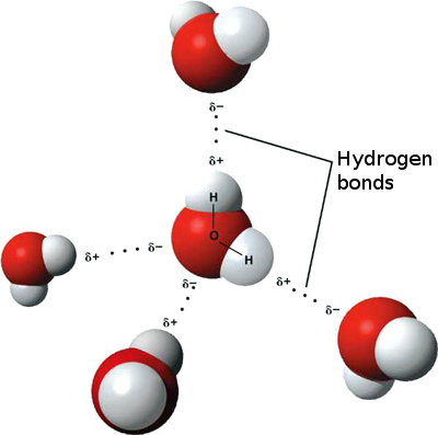 Hydrogen bonds in liquid water. Image Credit:  Ethan Hein via Flickr  ( License )