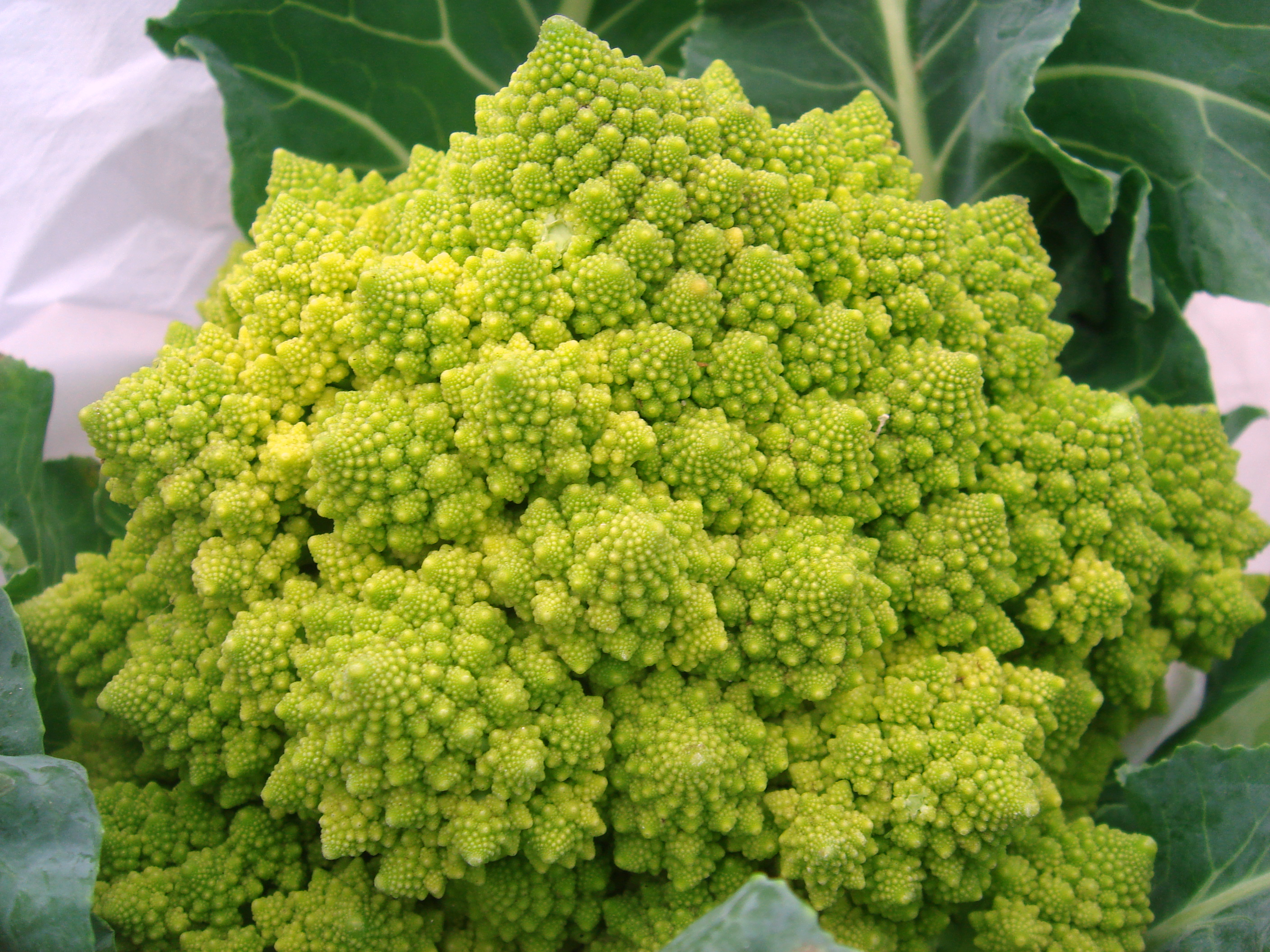 The Romanesco broccoli, fractal by nature. Image Credit: Leon Brocard via Flickr  ( License )