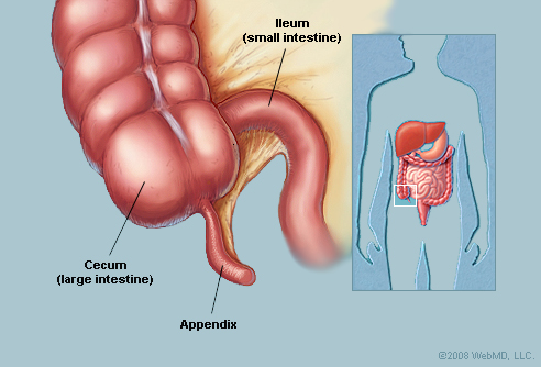 Image of the human appendix. Image credit: ©2013, WebMD, LLC. All rights reserved.
