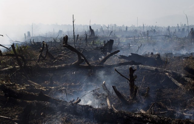Tripa’s peat forest being burnt to make way for palm oil plantantions, 13 June 2012, Aceh province, Sumatra, Indonesia ( licence )