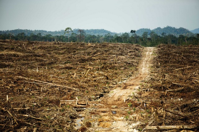 What it looks like when you tear down rainforest. Image Credit: Rainforest Action Network via Flickr ( License )