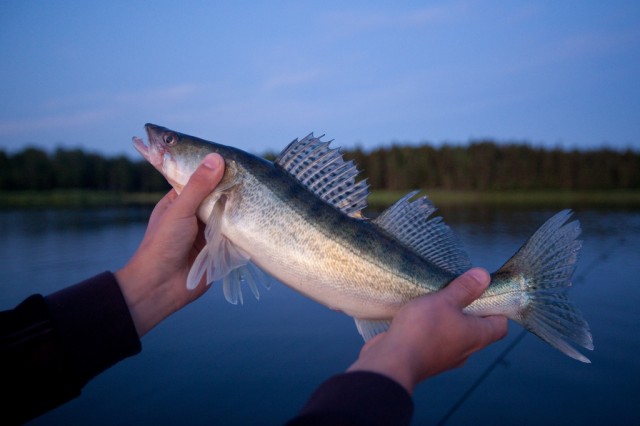Swedish Perch. Image Credit:  Fredrik Lindström via Flickr  ( License ) 
