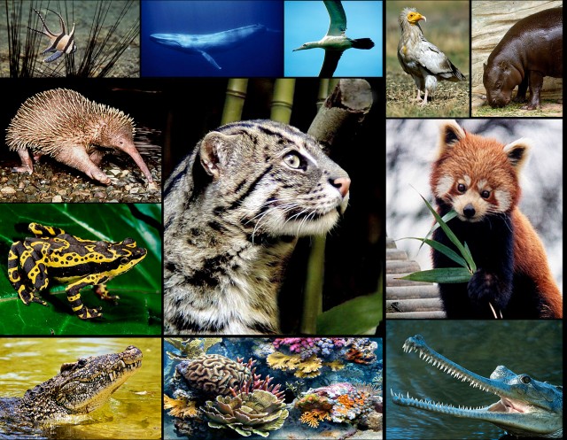 All of these species are endangered, how many do you recognise? From top left: Banggai Cardinal Fish, Blue Whale, Abbot’s Booby, Egyptian Vulture, Pygmy Hippopotamus, Echidna, Golden Arrow Poison Frog, Fishing Cat, Red Panda, Cuban Crocodile, Coral Reef, Gharial. konjure via Flickr