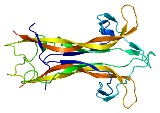 The brain-derived neurotrophic factor protein. Image credit: Emw via Wikimedia Commons (License)