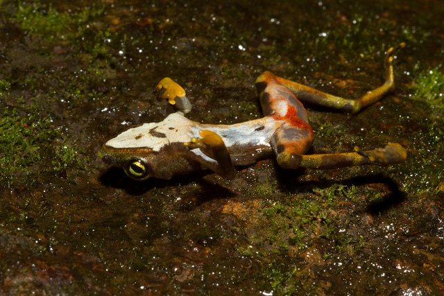 A deceased Atelopus limosus frog showing symptoms of Batrachochytrium dendrobatidis (Bd). Image credit: Brian Gratwicke via Flickr (License)