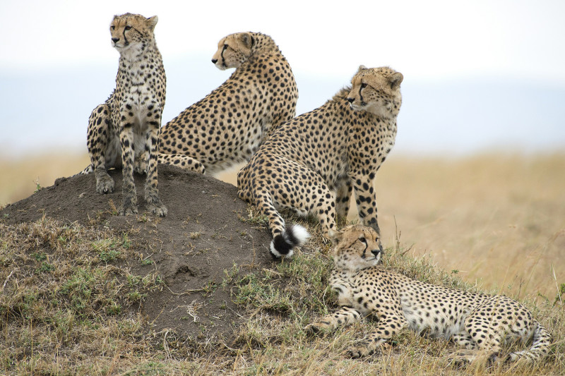 More than half of emerging diseases affect carnivores, like the cheetahs in this picture. Image credit: RayMorris1 via Flickr (CC BY-NC-ND 2.0)