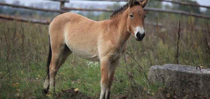 chernobyl animals