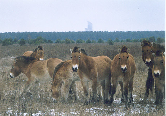 Horses found living in the Chernobyl exclusion zone. Image credit: Xopc via Wikimedia Commons (License