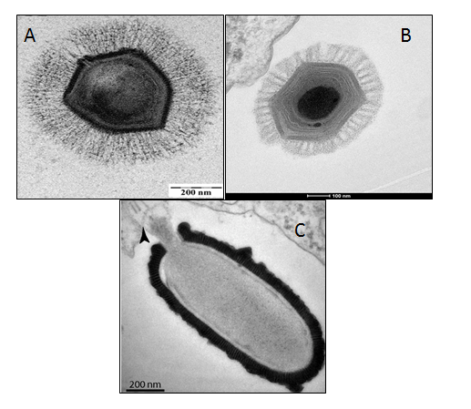 A selection of electron microscope images of giant viruses. A. Mimivirus, via wikimedia commons (CC BY 2.5). B. Megavirus Chilensis, via wikipedia by Chantal Abergel (CC BY-SA 3.0). C. Pithovirus Sibericum. Image from Matthieu Legendre et al. PNAS 2014;111:4274-4279, doi: 10.1073/pnas.1320670111 Figure 1, Panel E; ©2014 by National Academy of Sciences