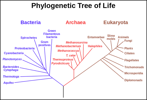 A tree of life showing the domains Bacteria, Archaea and Eukaryota with the universal common ancestor LUCA (black trunk at the bottom). Image via Wikipedia, from the NASA Astrobiology Institute.