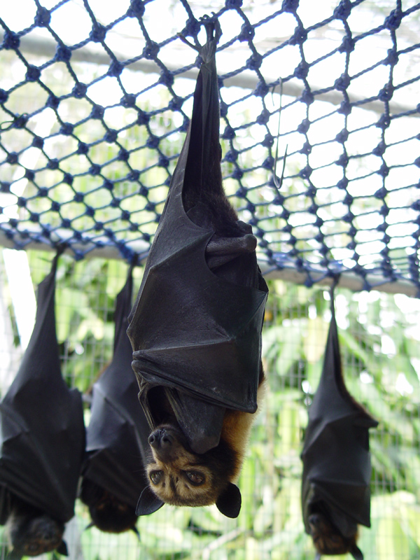 The Speckled Flying-Fox, a large Australian meg-bat. African relatives are suspected of being the Ebola reservoir. Image via wikimedia commons (CC BY-SA 3.0)