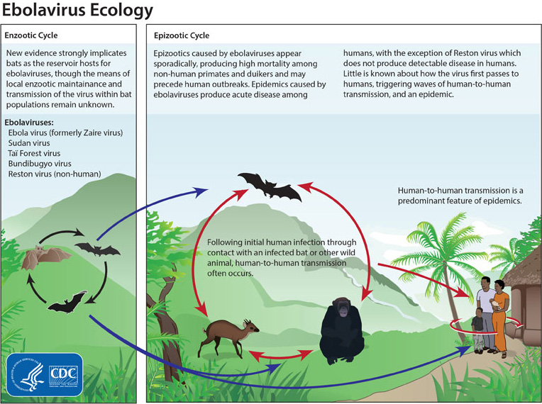 A diagrammatic overview of Ebola transmission, showing bats interaction with other animals and humans. Image from the CDC, via wikimedia commons.