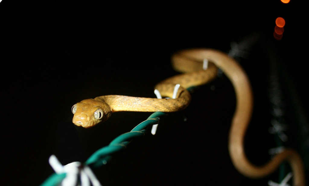Guam has experienced a dramatic decline in native bird populations due to the accidental introduction of the brown tree snake. Image by USDA via flickr (CC BY 2.0).