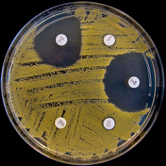Staphylococcus aureus strain resistant to some antibiotics. Image credit: Nathan Reading via Flickr (CC BY-NC-ND 2.0 license)