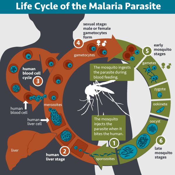 Round and round: the lifecycle of the malaria parasite. Image by NIAID via flickr (CC BY 2.0)