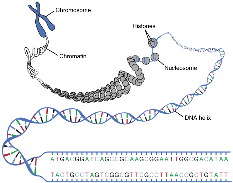 The famous DNA double helix and how it is compacted to make chromosomes - 46 in human cells.  Illustration from Anatomy & Physiology via wikimedia (CC BY 3.0)