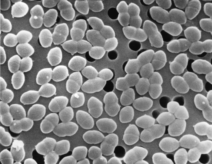 SEM of E. faecalis - a common gut commensal which can also cause severe disease Credit: Janice Haney Carr CDC