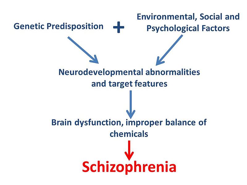 Shawncho via WikiCommons (creative commons licence) Flowchart of proposed model for development of schizophrenia 