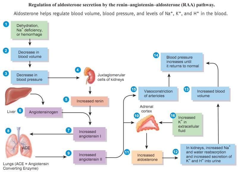 The Renin-Angiotensin-Aldosterone system explained. Credits: http://www.lookfordiagnosis.com/mesh_info.php?term=Renin&lang=6 