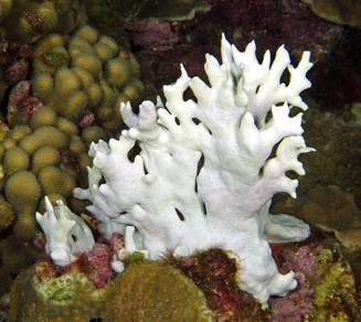 The coral in the center has been bleached, in stark in contrast to the colorful corals surrounding it. By NOAA - Joyce & Frank Burek - http://flowergarden.noaa.gov/education/bleaching.html, Public Domain, https://commons.wikimedia.org/w/index.php?curid=36655530