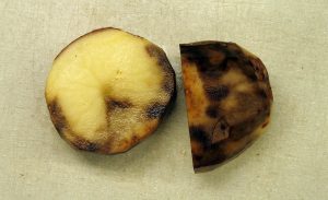 The potato late blight, the disease caused by P.infestans turns non-resistant potatoes into a black, inedible mush. This potato is during the early stages of infection, where the edible core hasn’t yet completely turned to goo. Image credit: benmillett via Flickr (CC by 2.0 license)