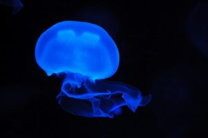 Translucent blue jellyfish against dark background (Aurelia aurita) 