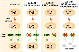 In healthy cells, the PARP pathway and BRCA tumor suppressor proteins are involved in DNA repair following DNA damage. Cells with BRCA mutations become dependent on the PARP pathway to fix damages to DNA, since the protein product of BRCA genes is altered and defective. Cells exposed to PARP inhibitors repair DNA via the protein products encoded by BRCA genes if they become damaged. In cells with BRCA mutations that are treated with PARP inhibitors, both DNA repair mechanisms are blocked and the cell dies.