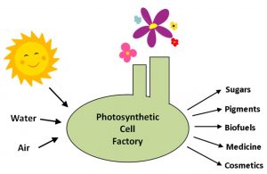 Cell factories driven by the power of sunlight through photosynthesis can turn simple inputs such as water and air into a wide array of valuable products in a sustainable and environmentally-friendly manner. Credit: Mary Ann Madsen