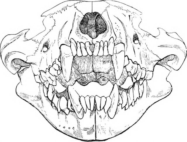 Front view of the skull of Tasmanian Devil. Despite their fluffy appearance, they are not cuddly animals! Image from page 164 of "The Cambridge natural history" (1895) [licence: https://www.flickr.com/commons/usage/], via Flickr