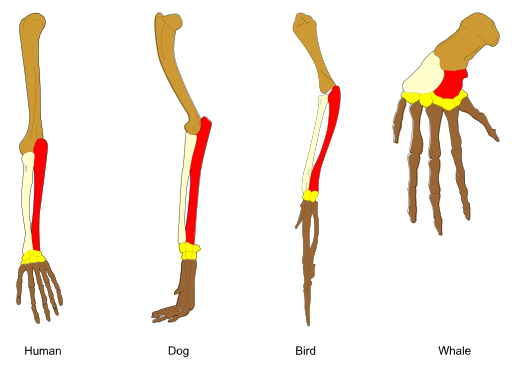 An example of homologous structures are the limbs of vertebrates. By Волков Владислав Петрович (Own work) [CC BY-SA 4.0 (http://creativecommons.org/licenses/by-sa/4.0)], via Wikimedia Commons