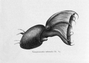 vampyroteuthis_illustration_2