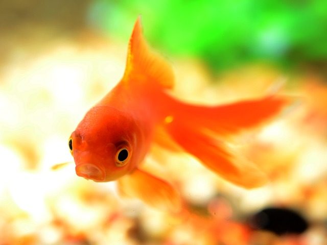 “Fish are often subjected to interventions which would be considered ‘severe’ on the pain scale. While this might seem ruthless, there is much debate as to whether fish are able to perceive pain (as we know it) at all.” Credit: Endlesswatts via pixabay. 