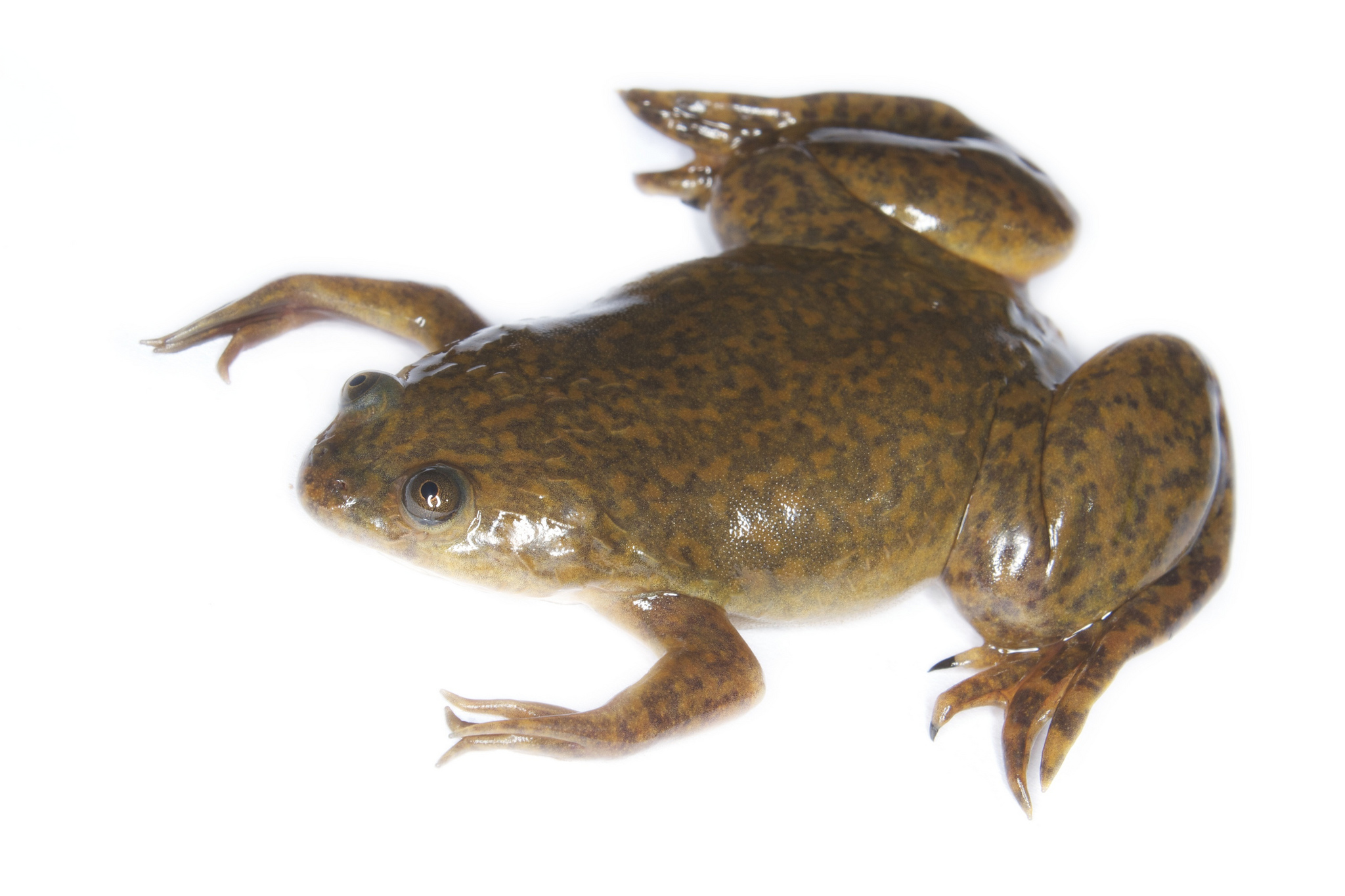 A Brief History of Injecting Frogs with Urine • theGIST