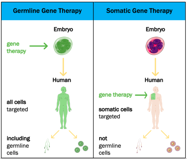 Germline-vs.-Somatic-640x546