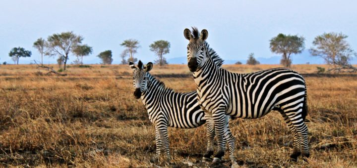 Zebras, not horses: The genetic disease that can’t be sequenced – theGIST