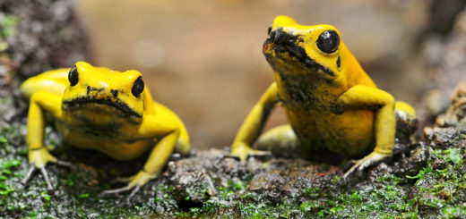 Two golden poison dart frogs. Image credit: ‘Tambako The Jaguar’ via flickr.com.