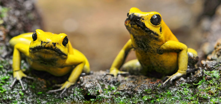 Two golden poison dart frogs. Image credit: ‘Tambako The Jaguar’ via flickr.com.