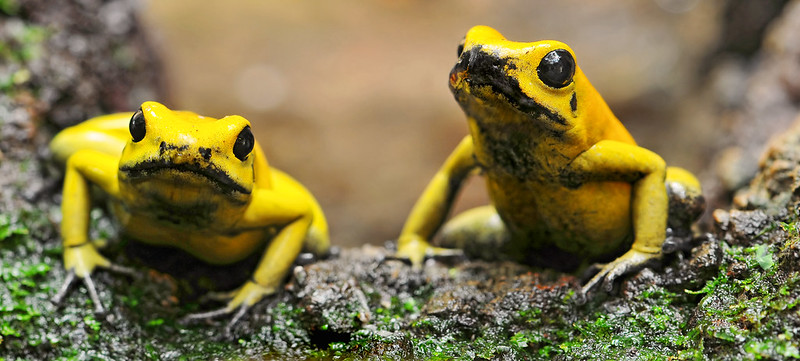 Two golden poison dart frogs. Image credit: ‘Tambako The Jaguar’ via flickr.com.