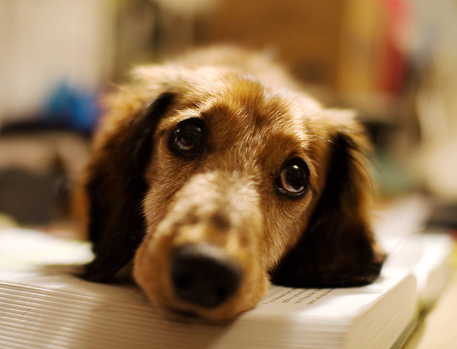 Portait of a longhaired dachshund