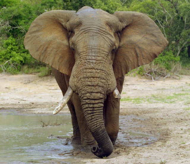Photograph of an African Bush Elephant taken in Kruger National Park, SA